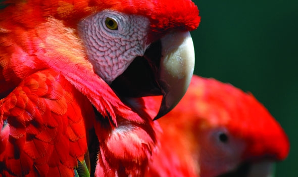 Caring for your aging pet bird