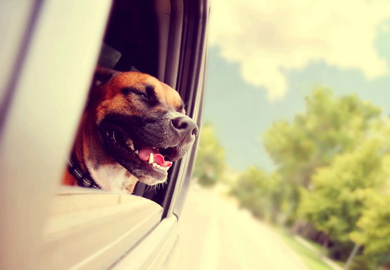 Why locking your pet dog in the car is not a great idea