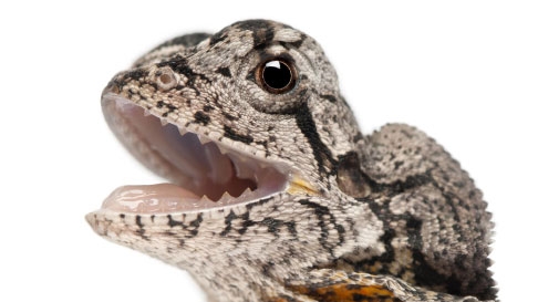 Rethinking Reptile Lighting - Part 1