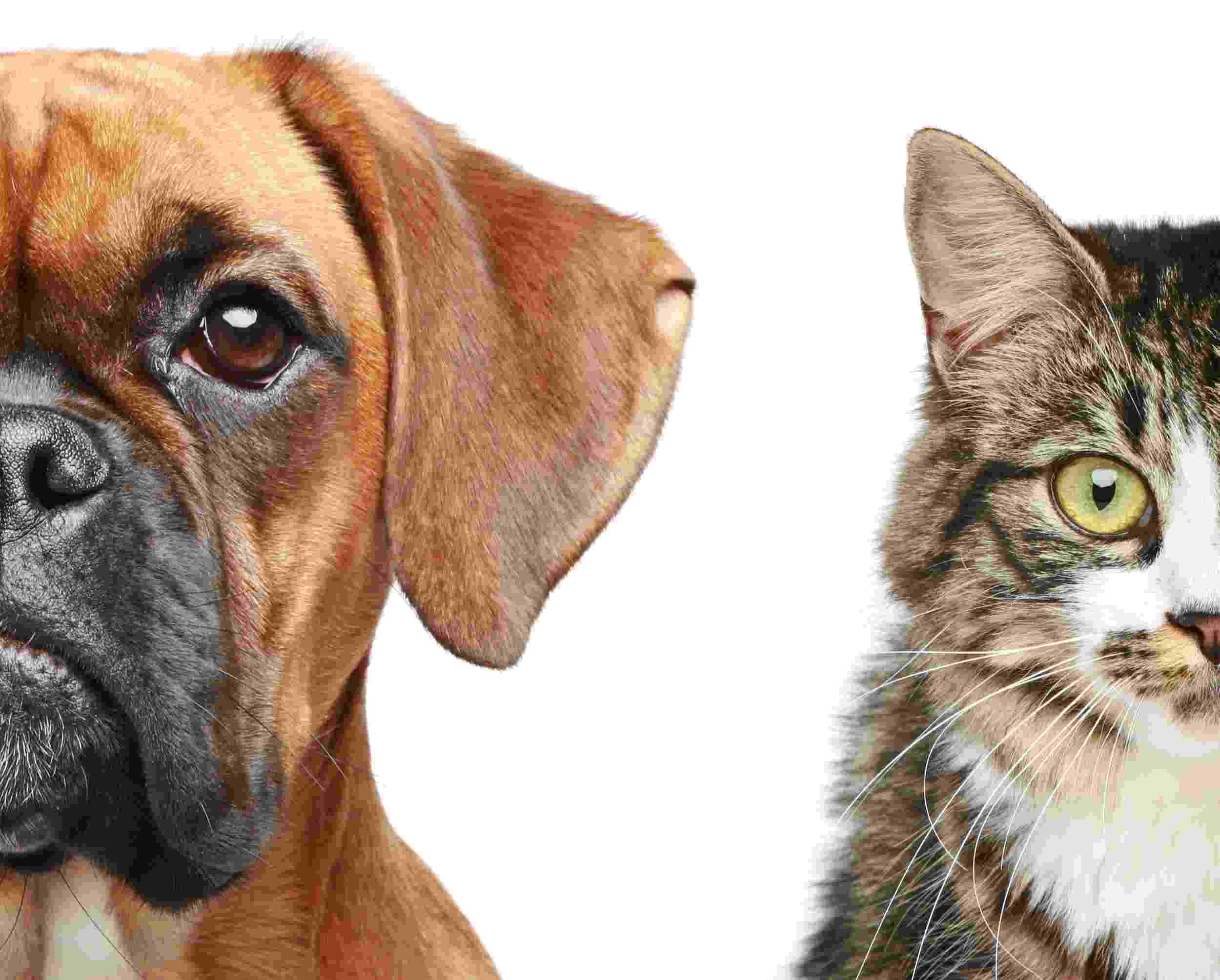 Why pets shed and how to control it